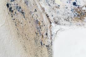 Professional Mold Removal & Remediation in Hamburg, NJ